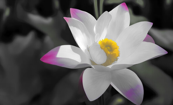 蓮花裝飾畫(huà)