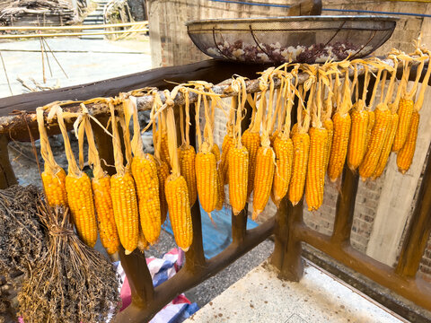 传统农村晒玉米