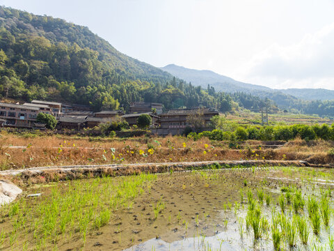 水稻梯田