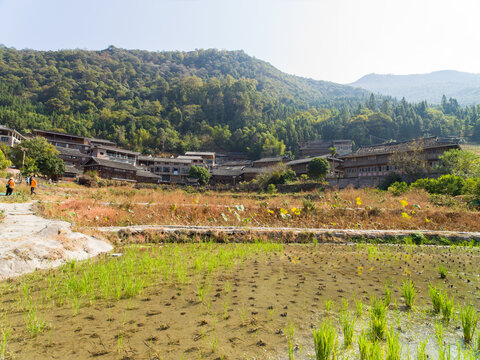 水稻梯田