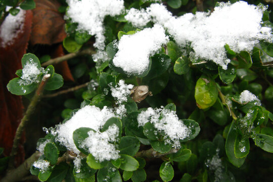 冬青卫矛上的融雪