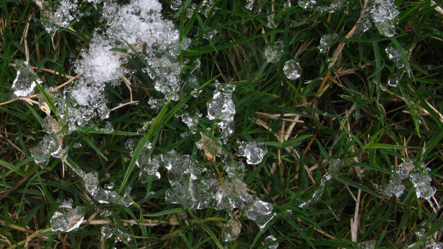 冰雪天的狗牙根