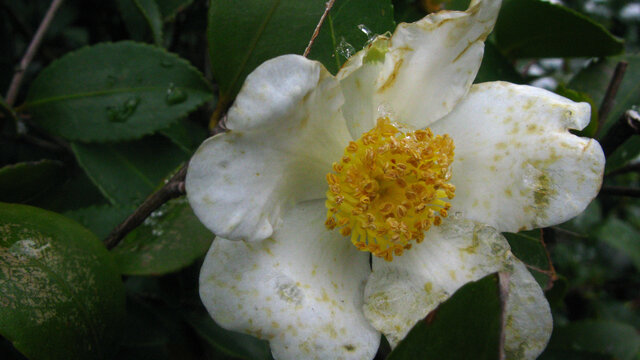 油茶花花蕊