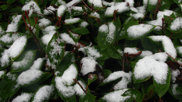 石楠树上的积雪