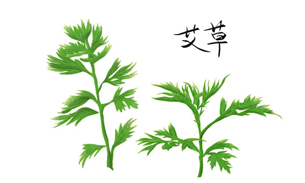 艾草插畫