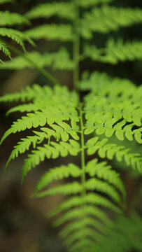 蕨类植物