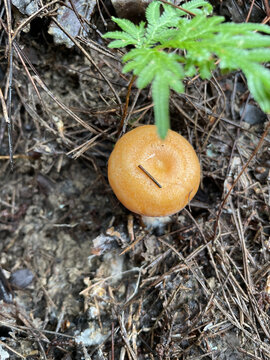 松花蘑菇