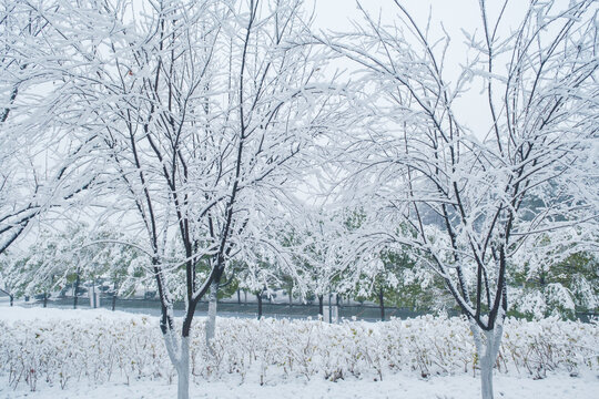 武汉东湖磨山风景区冬季雪景