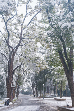 武汉东湖磨山风景区冬季雪景