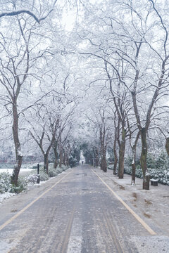 武汉东湖磨山风景区冬季雪景