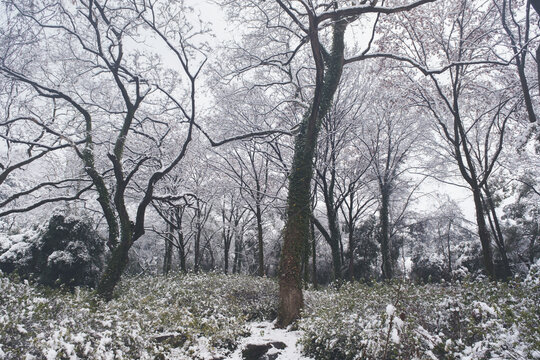 武汉东湖磨山风景区冬季雪景