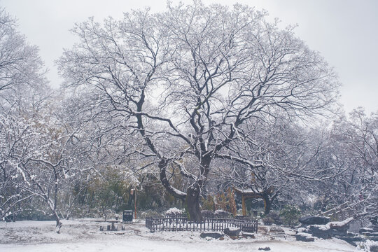 武汉东湖磨山风景区冬季雪景