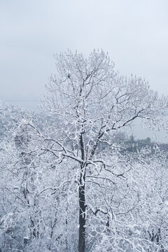 武汉东湖磨山风景区冬季雪景