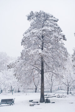 武汉东湖磨山风景区冬季雪景