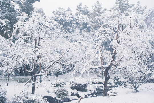 武汉东湖磨山风景区冬季雪景