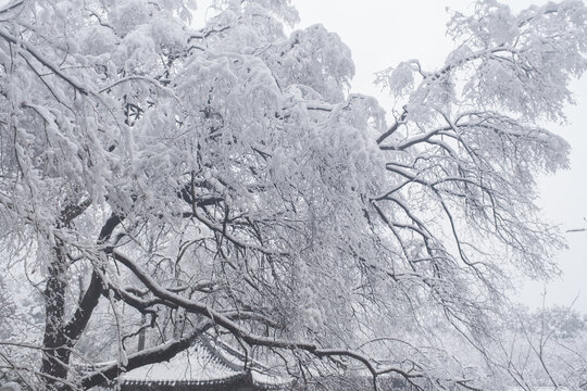 武汉东湖磨山风景区冬季雪景