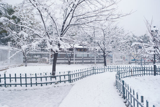 武汉东湖磨山风景区冬季雪景