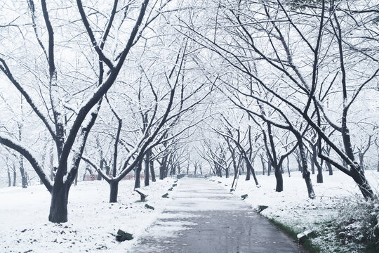 武汉东湖磨山风景区冬季雪景