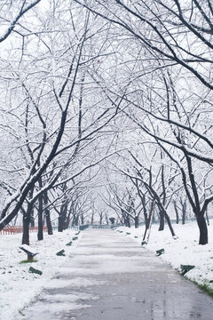 武汉东湖磨山风景区冬季雪景