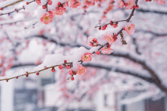 武汉东湖风景区雪中梅花风光