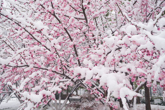 武汉东湖风景区雪中梅花风光