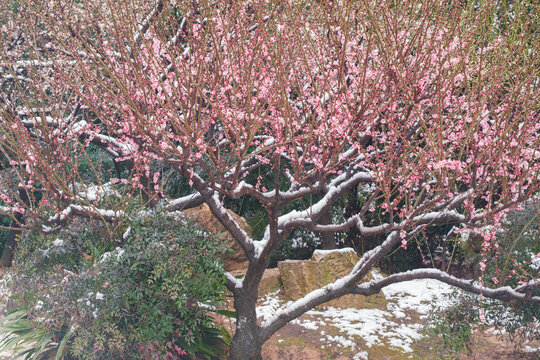 武汉东湖风景区雪中梅花风光