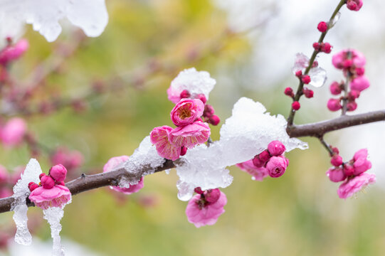 武汉东湖风景区雪中梅花风光