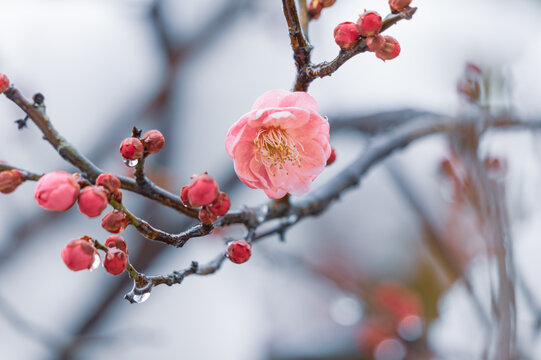 武汉东湖风景区雪中梅花风光