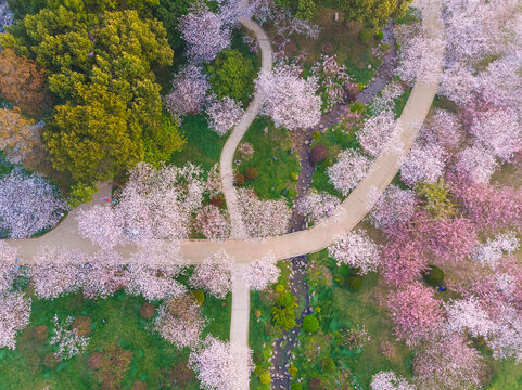 武汉东湖樱花园春季风光