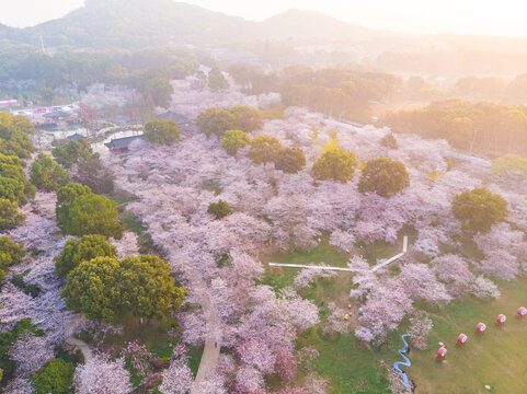 武汉东湖樱花园春季风光