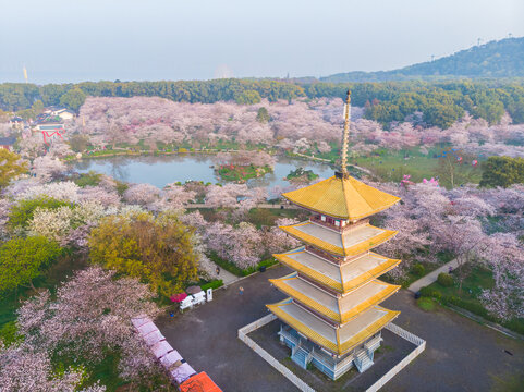 武汉东湖樱花园春季风光