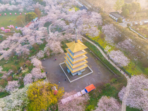 武汉东湖樱花园春季风光