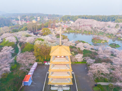 武汉东湖樱花园春季风光