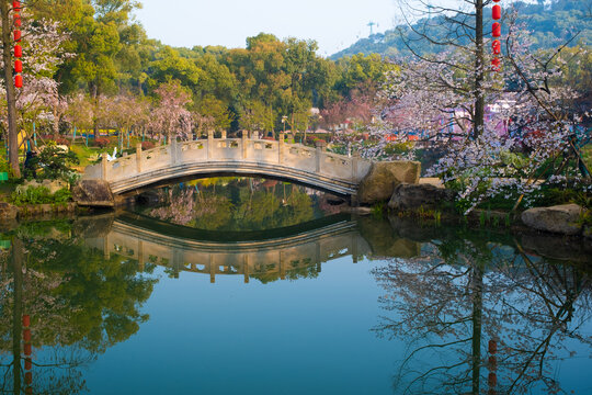 武汉东湖樱花园春季风光