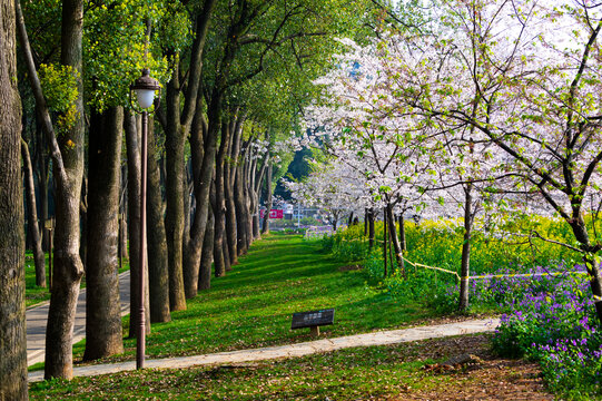 武汉东湖樱花园春季风光