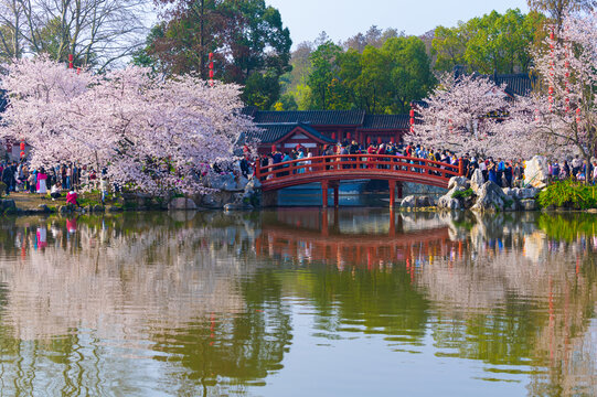 武汉东湖樱花园春季风光