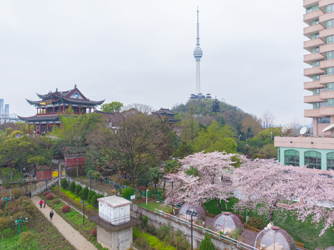 武汉晴川阁春季樱花风光