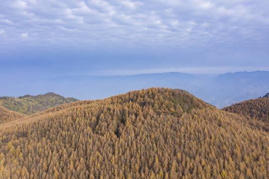 森林秋景