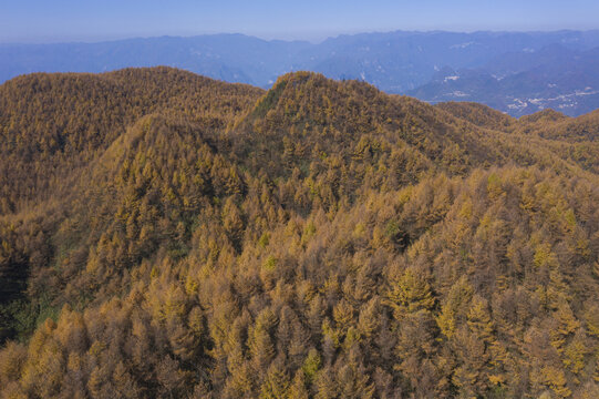 森林秋景