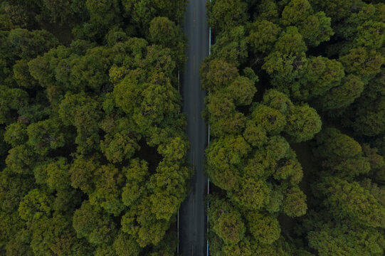 仙女山森林公路