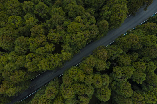 仙女山森林公路