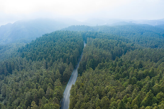 仙女山森林公路