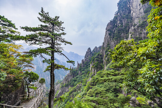 安徽黄山风景区的松树