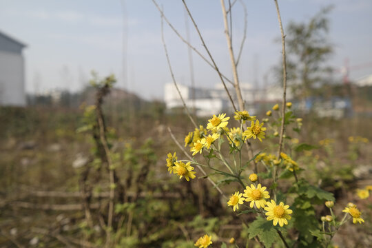 雏菊花