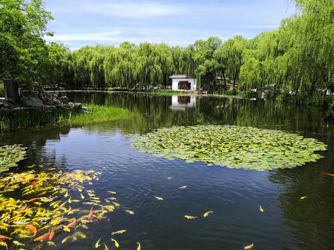 西湖美景