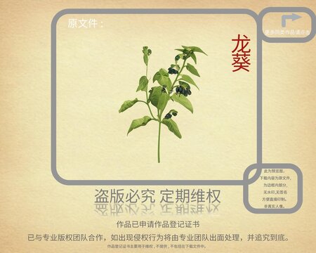 龍葵