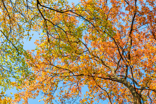 仰拍秋天枫树树枝红叶