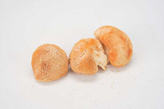 菌菇猴头菇