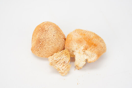 菌菇猴头菇