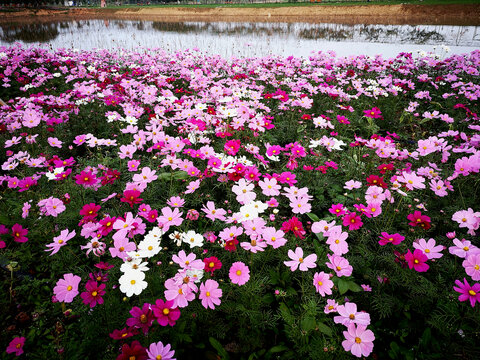 格桑花丛